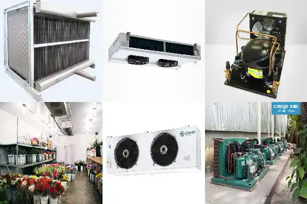 Should Chicken Be Frozen or Refrigerated? 1736152386965 Should Chicken Be Frozen or Refrigerated?1736152386965